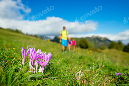 Preview: Mountain flowers with family on a hike