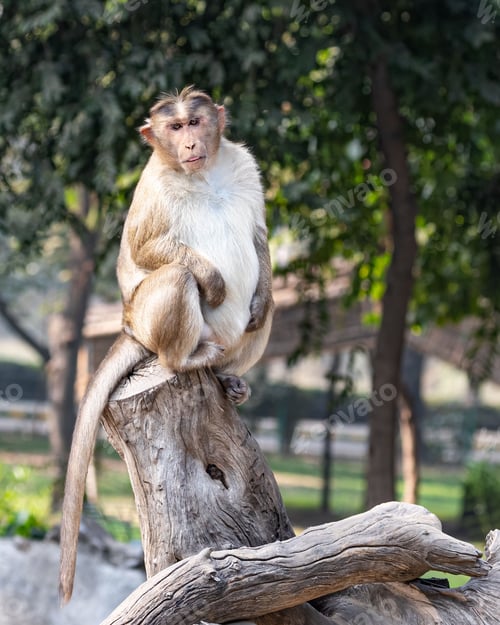Preview: Vertical shot of a cute monkey sitting on a tree branch
