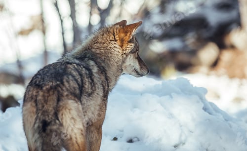 Preview: Wolf on hill near stones and snow
