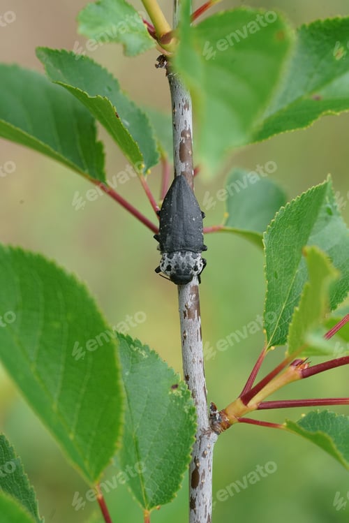 Preview: Closeup on a large black and white jewel beetle, the flatheaded woodborer, Capnodis tenebrionis