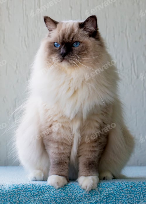 Preview: Cute pet ragdoll cat. Pet animal.
