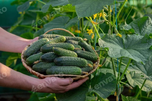 Preview: a male farmer collects cucumbers. Selective focus