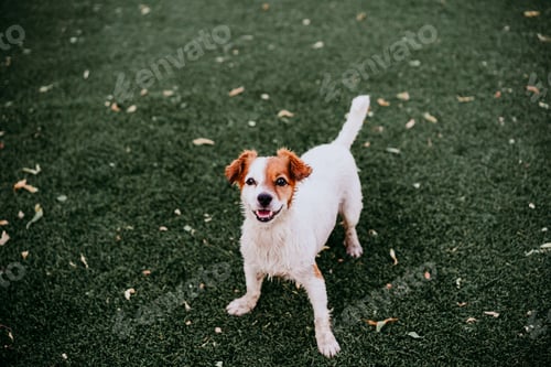 Preview: portrait of cute jack russell dog smiling outdoors sitting on the grass, summer time