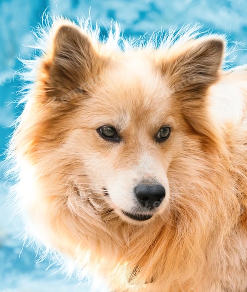 Visualização: Portrait of a beautiful dog in winter