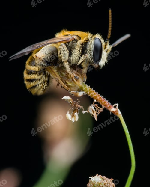 Preview: the bee - black background
