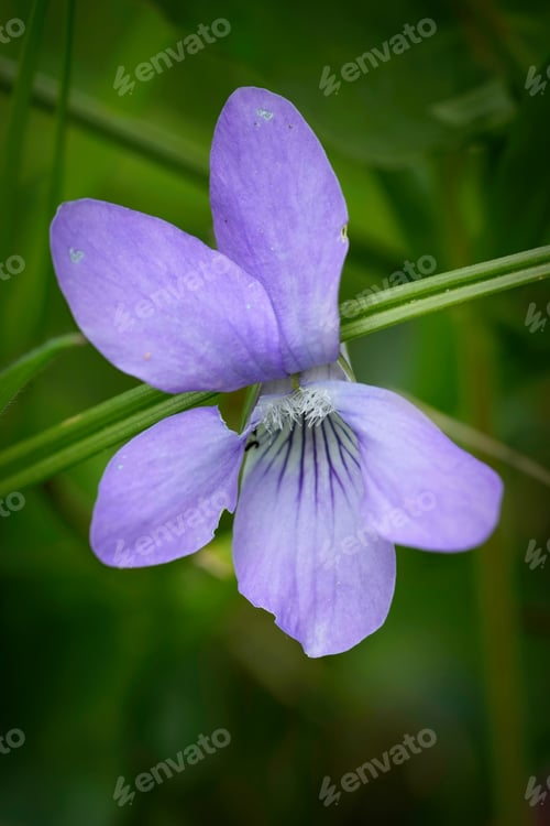 Preview: Closeup on the light blue flower of the European Common Dog-violet,Viola riviniana