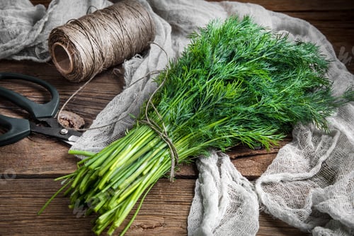 Preview: Dill. Fresh garden herbs.