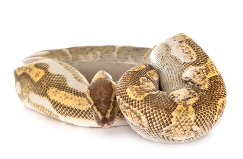 Vista previa: Ball python en el estudio