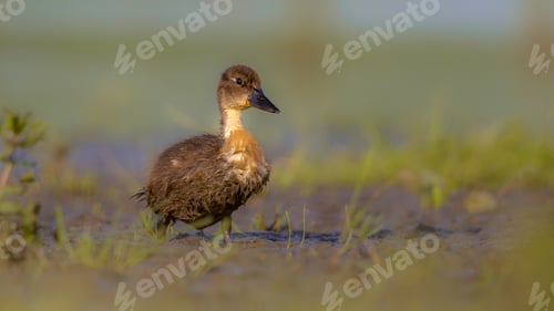 Preview: Cute duckling running through grass