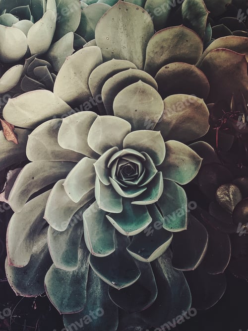 Preview: Moody succulent