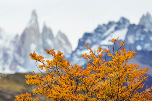 Preview: Autumn in Patagonia