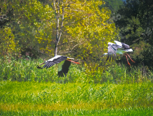 Preview: Flying White Stork