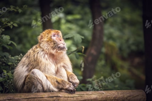 Preview: Barbary macaque sitting on a log in a forest