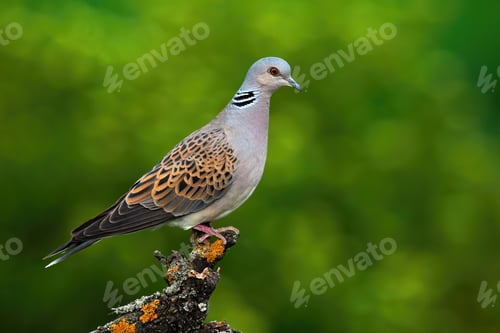 Preview: Alert european turtle dove standing on branch and stretching neck in forest