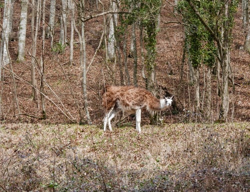 Preview: Brown llama in forest.