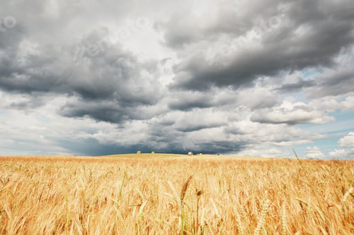 Preview: The storm is coming. Poor weather and ripe cereal fields.