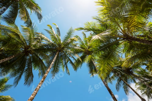 Preview: Palm plantation