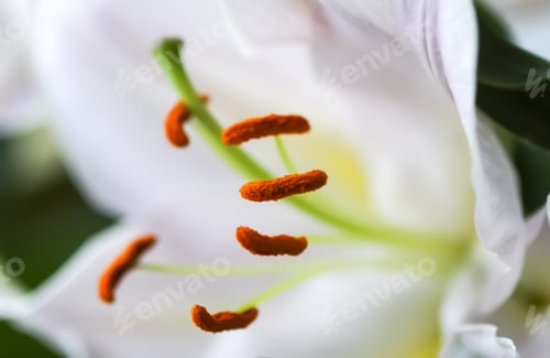 Preview: Beautiful white lily flowers in a bouquet. Elegant floral decor.
