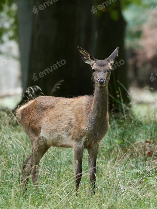 Preview: Red deer (Cervus elaphus)