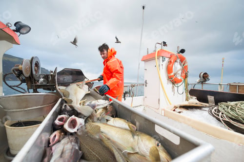 Preview: Fisherman working on boat with fresh fish in foreground