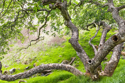 Preview: California buckeye tree