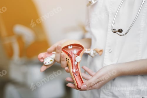 Preview: Female uterus, training layout in the hands of a doctor during training.