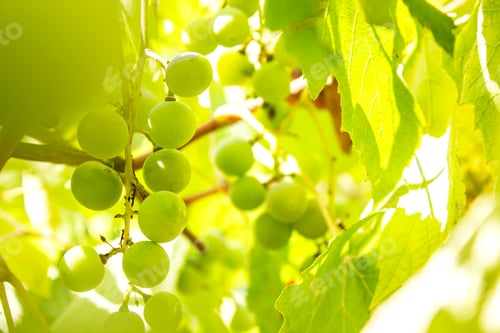 Preview: Close-up Image of Ripe Bunch of green Wine Grapes on Vine. Green grapes ripening.