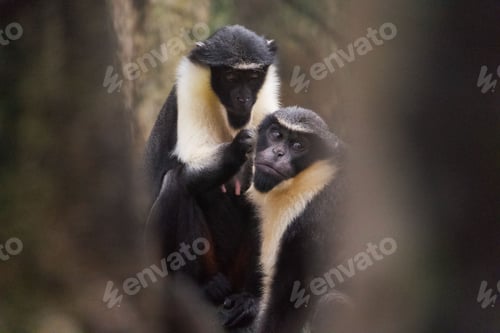 Preview: two monkeys on their backs standing close to each other in the trees