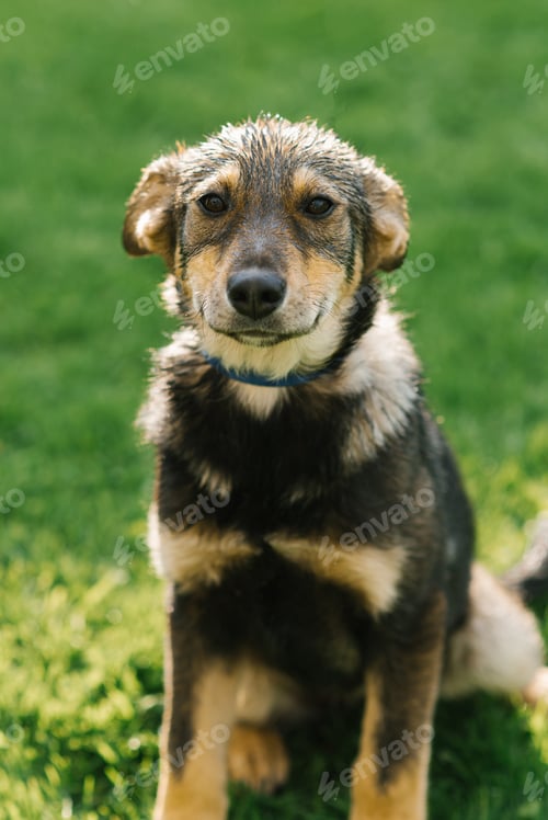 Preview: A mongrel adult puppy on a leash after the rain is all wet