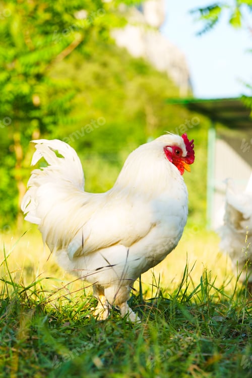 Preview: White rooster roaming in a green meadow under clear blue skies during a sunny day