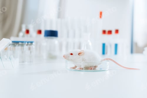 Preview: selective focus of white mouse in petri dish on desk in veterinary clinic