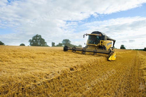 Preview: A combine harvester in a field, cutting a field of corn.