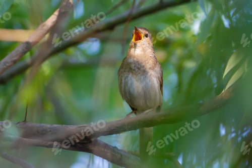 Preview: Thrush Nightingale, Luscinia luscinia. A bird sits on a tree branch and sings