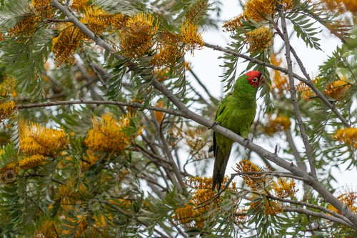 Preview: Closeup of a parrot, red masked parakeet perched on a lush green tree branch