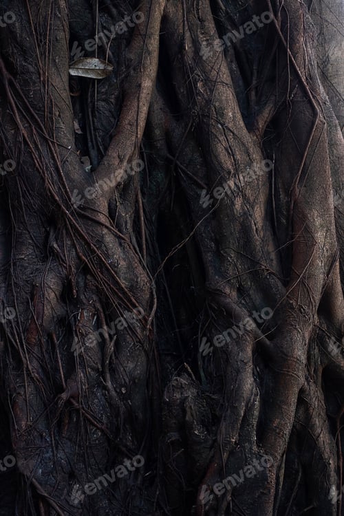 Preview: Old giant tree in tropical rainforest, close up.