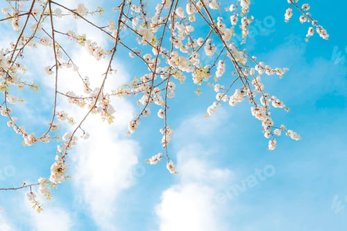 Preview: Branches of blossoming cherry on gentle light blue sky background in sunlight.