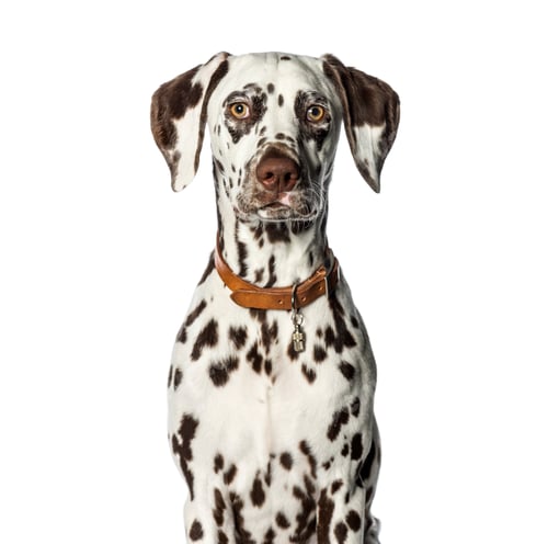 Preview: Dalmatian in front of white background