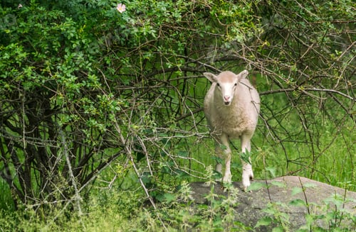 Preview: White sheep standing on boulder in field