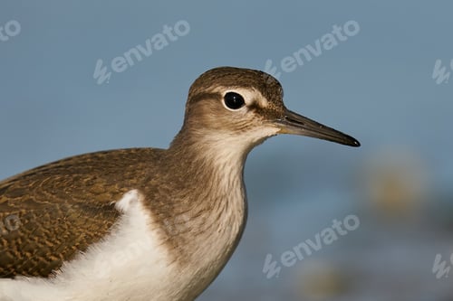 Preview: Common sandpiper (Actitis hypoleucos)