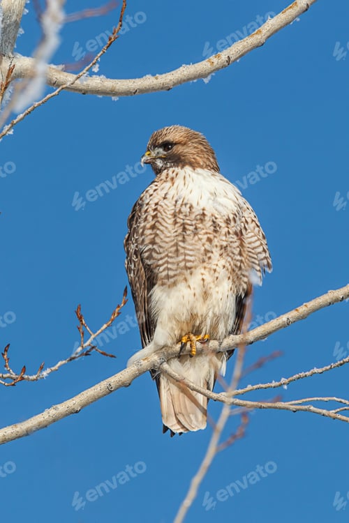 Preview: Rough legged hawk perched on branch.