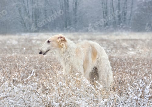 Preview: Beautiful russian borzoi dog in snow