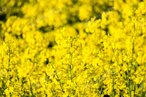 Preview: Beautiful shot of yellow rapeseed field in spring
