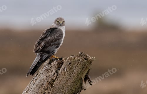 Preview: Northern Harrier Hawk
