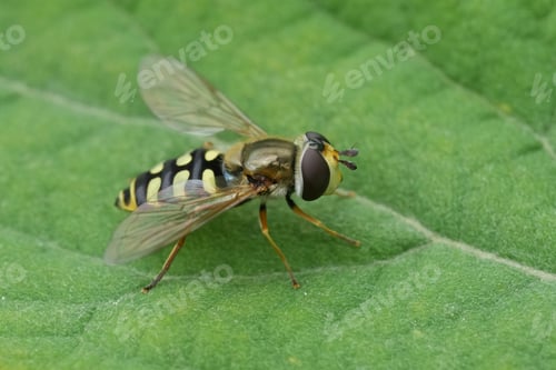 Preview: Detailed closeup on the Migrant hoverfly, Eupeodes corollae sitting on a green leaf