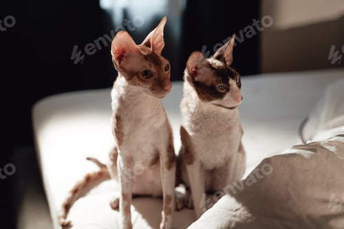 Preview: Two rare breed cats relaxing on bed in apartment