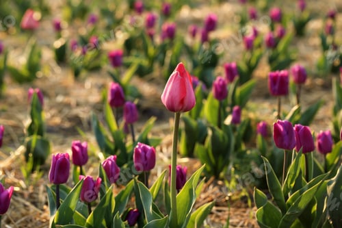 Preview: Closeup view of fresh beautiful tulips on field, space for text. Blooming spring flowers
