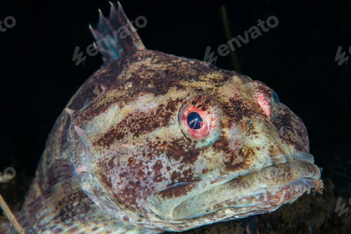 Preview: Shorthorn sculpin from Norway