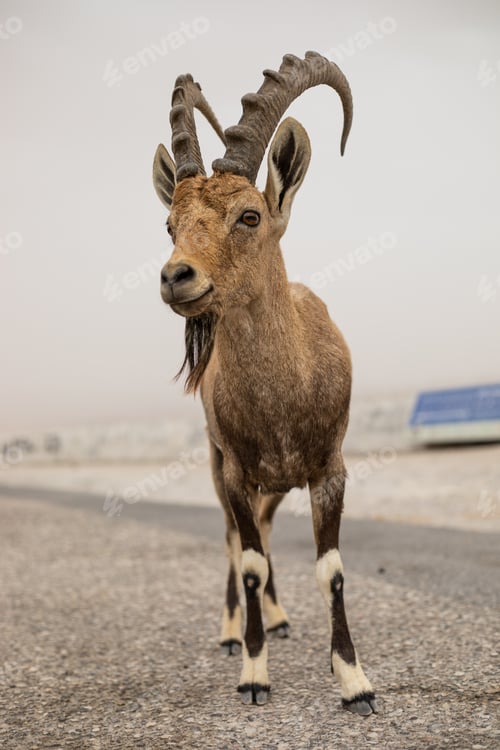 Preview: Mountain goat