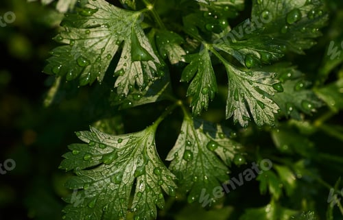 Preview: The water drop on parsley leaves