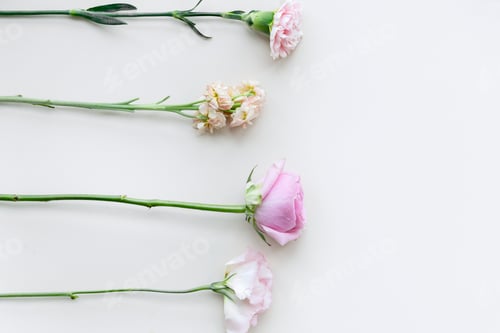 Preview: Flowers arranged in a white background